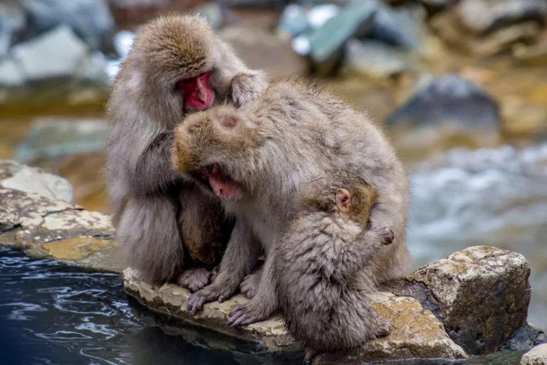 Snow Monkeys In Nagano